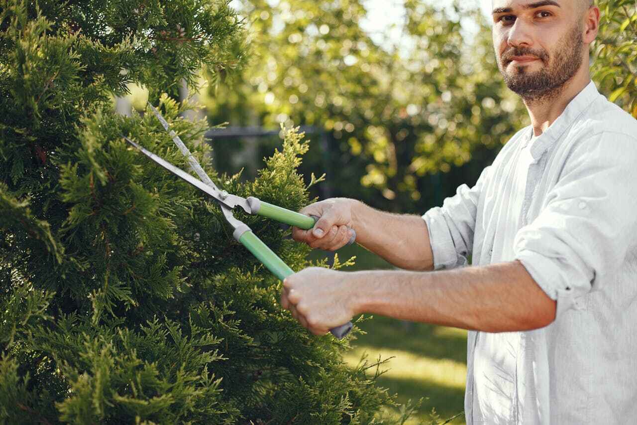 Tree Root Removal in Abingdon, MD